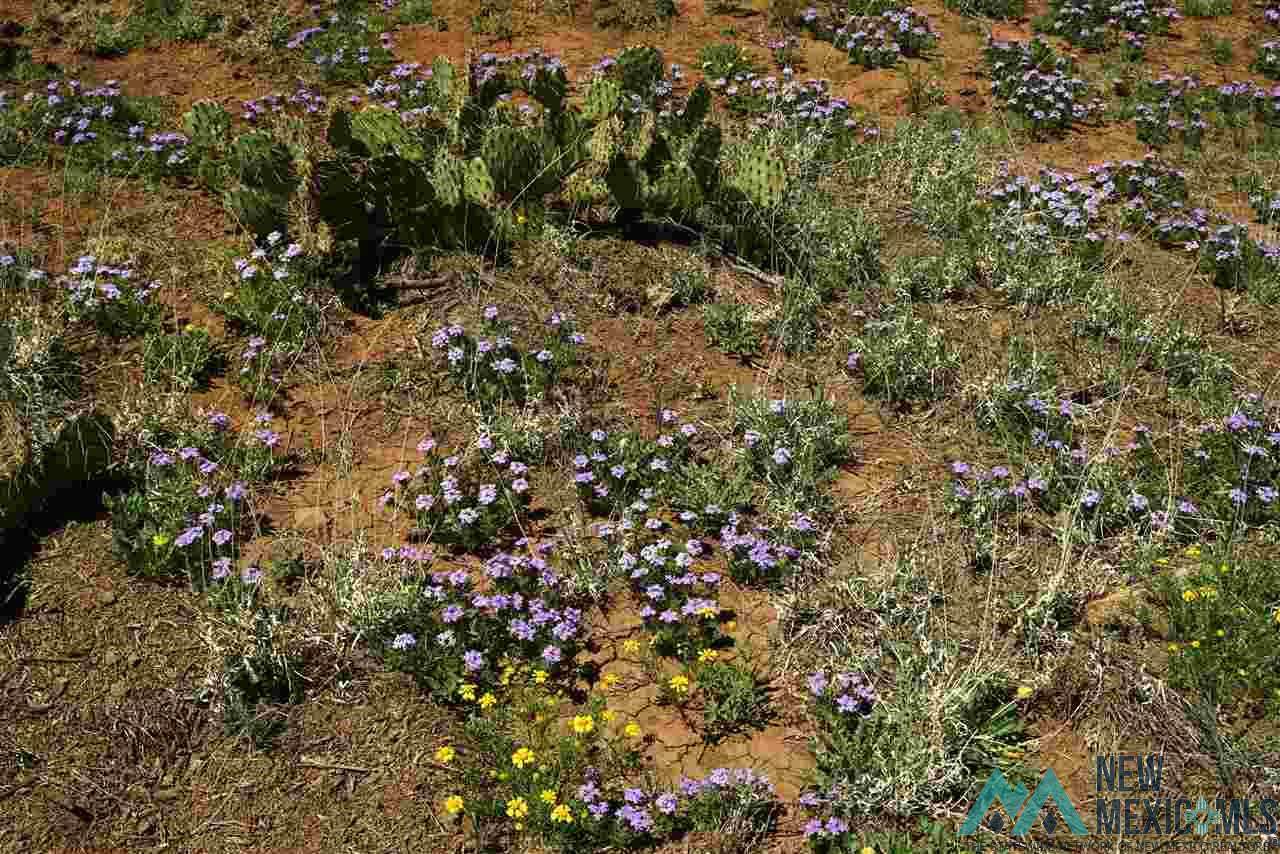 86 Bull Canyon Ranch - Photo 1