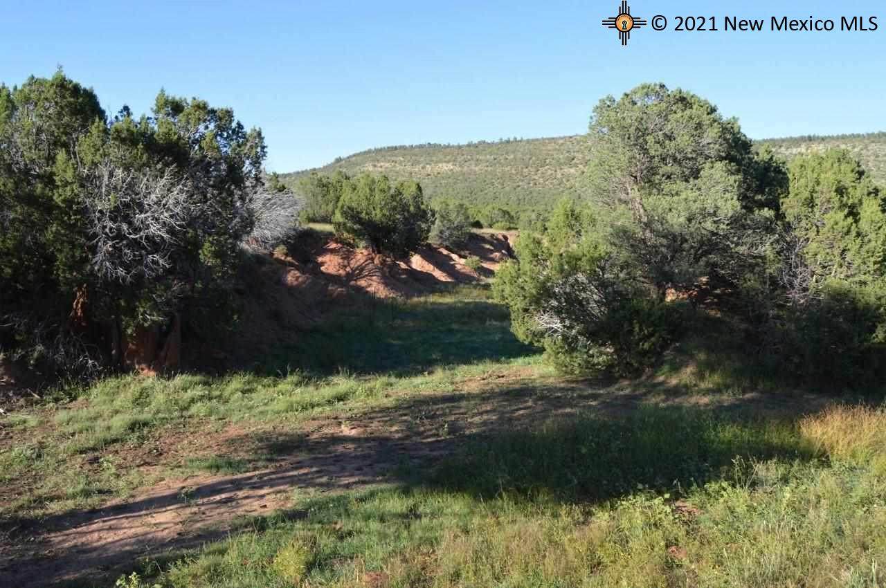 42+/-ac Cedar Hill - Photo 1