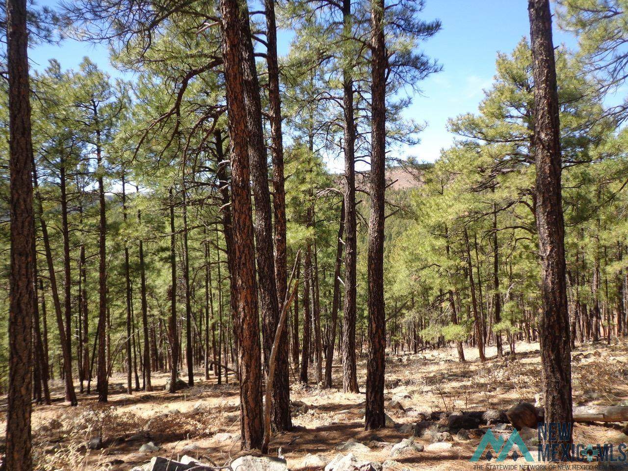 Lot 16 Pine Tree - Photo 1