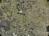 0 Bayou Laloutre - Photo 5