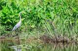 TBD Bedico Creek - Photo 23