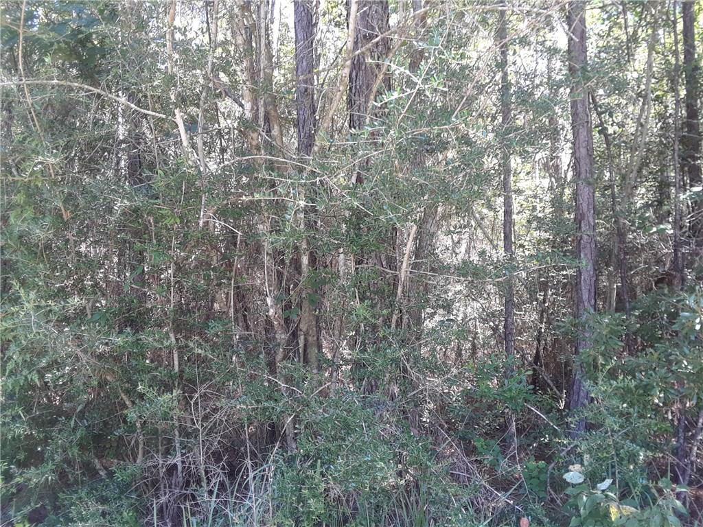 Dixie Ranch Road - Photo 1