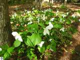 Lot 31 Sugar Loaf Mountain Road - Photo 6