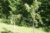12158 Foxview Drive - Photo 44