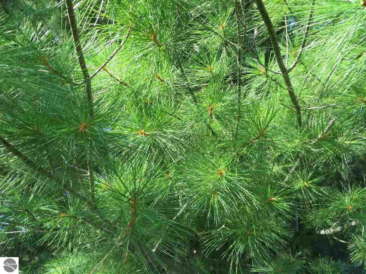 E-S Sawyer Road - Photo 1