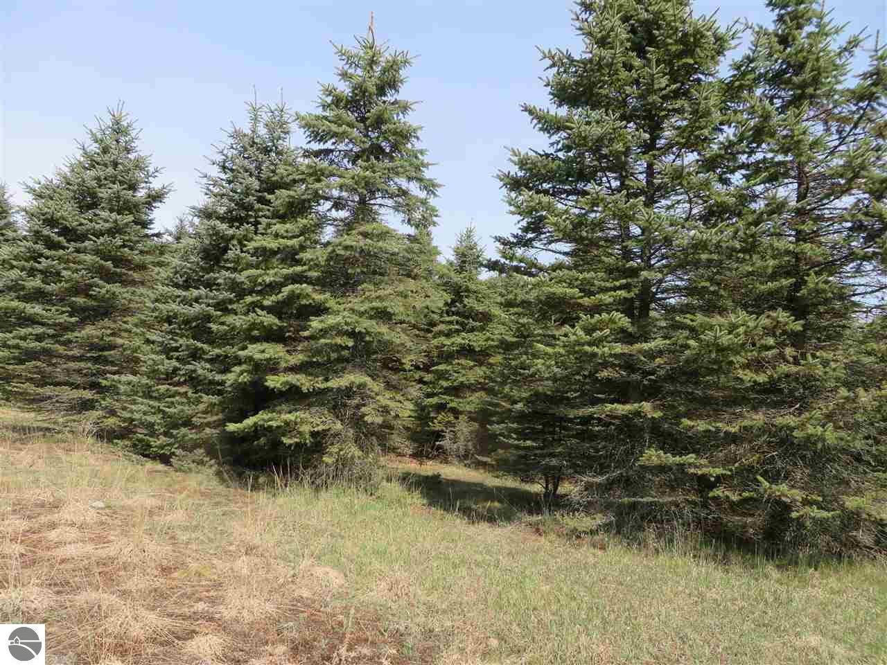10907 Spruce Hollow Trace - Photo 1