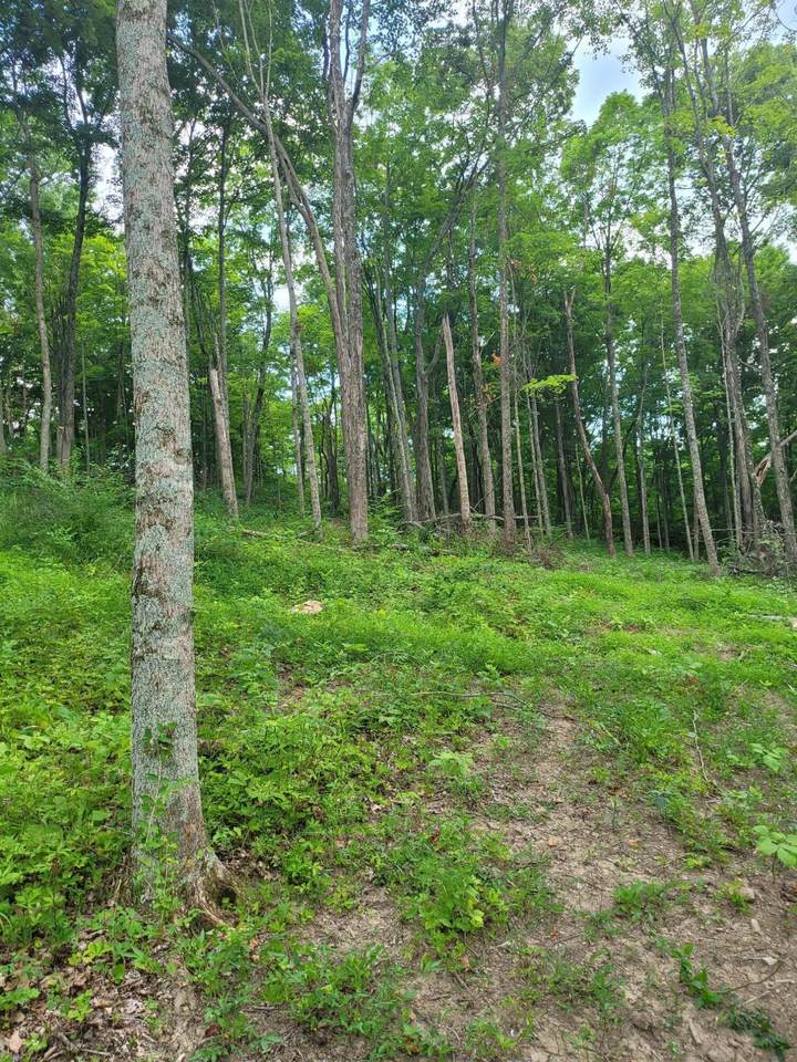 0 Jonesville Road - Photo 1
