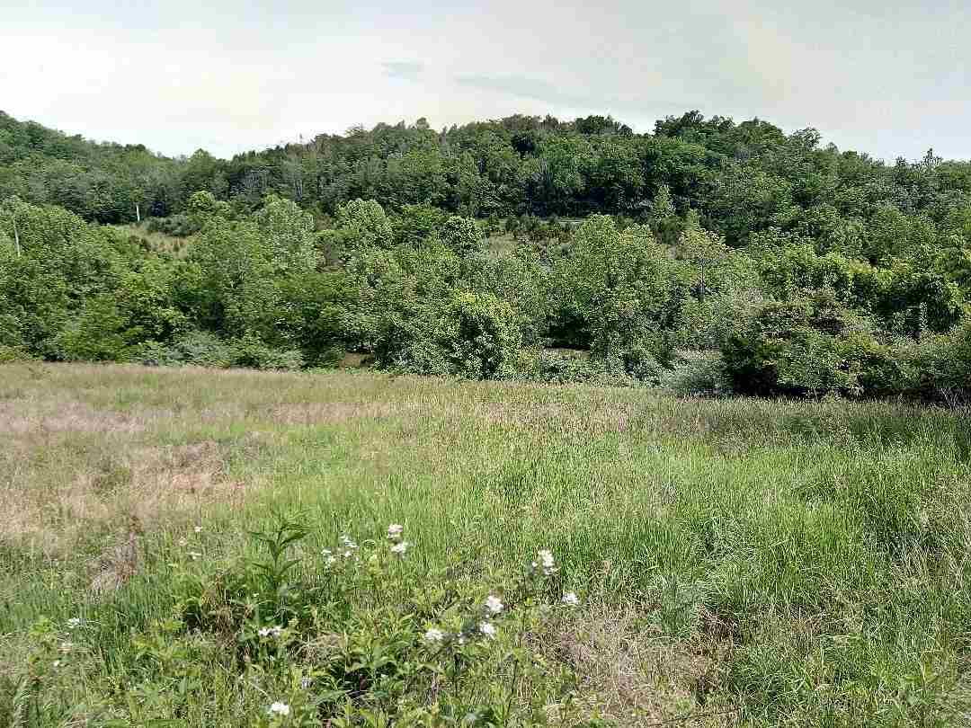Lot 1 Hillandale Drive - Photo 1
