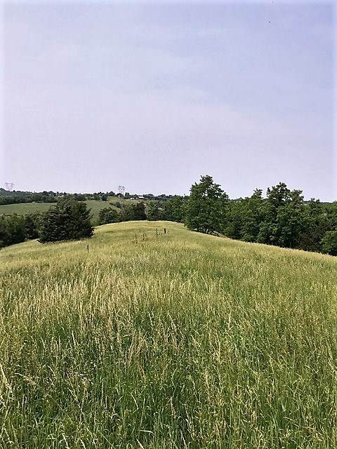 155 Acres Mason Sipple Road - Photo 1