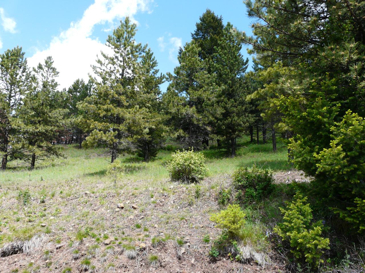 Tbd Wallace Creek Rd - Photo 1 Tbd Wallace Creek Rd - Photo 1