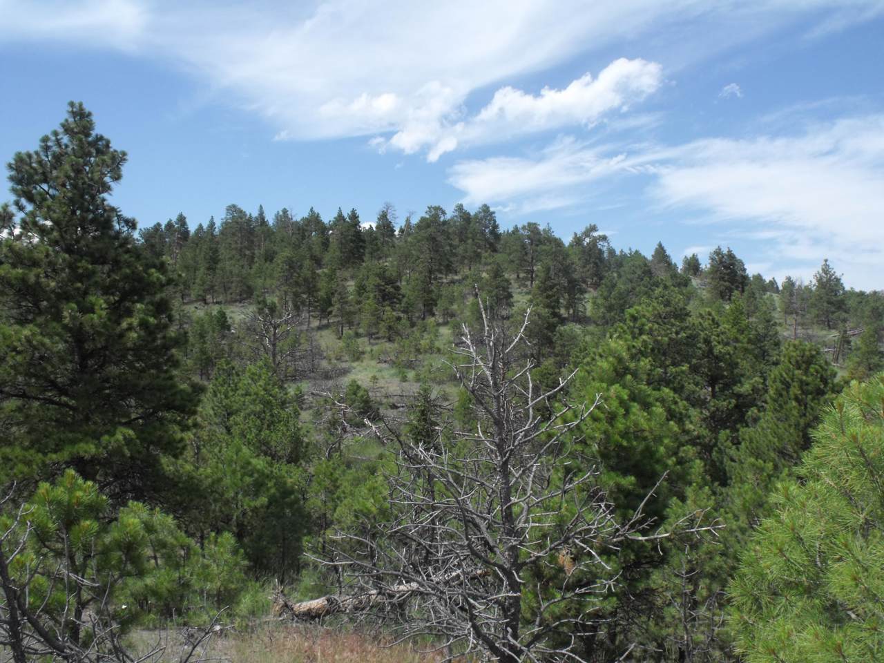 20 A Golden Eagle - Photo 1