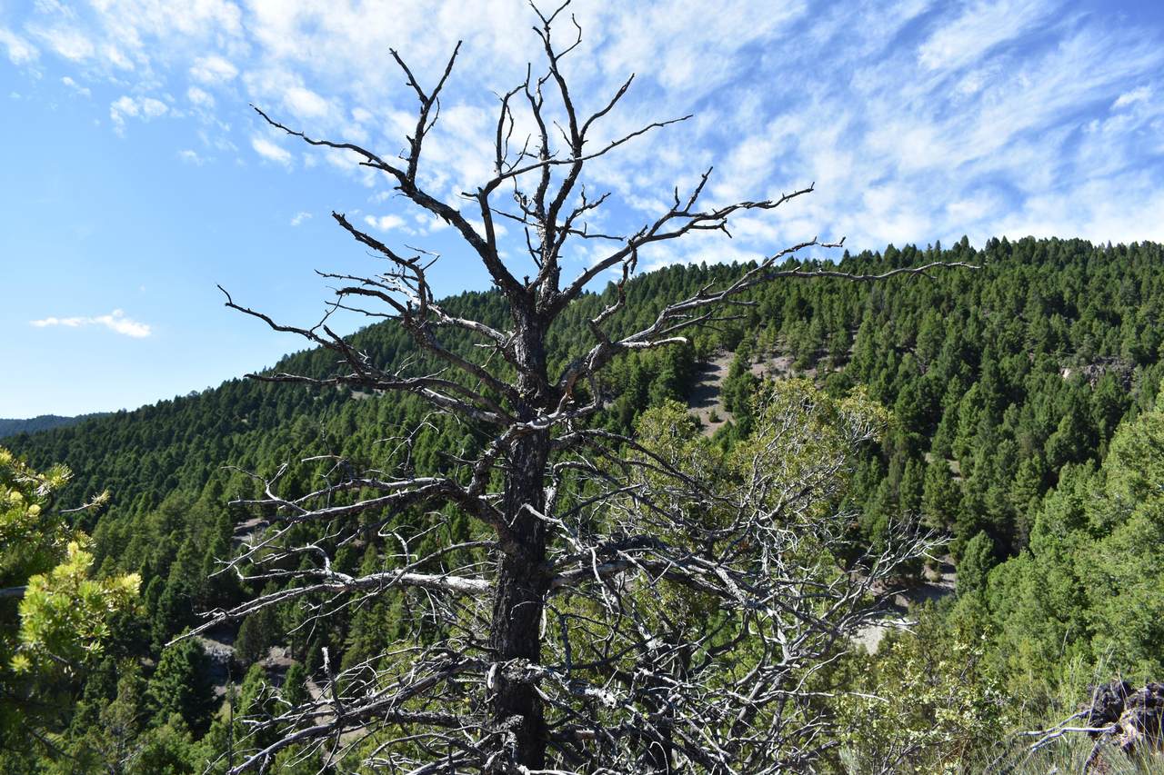 Tbd Meadow Gulch Road - Photo 1