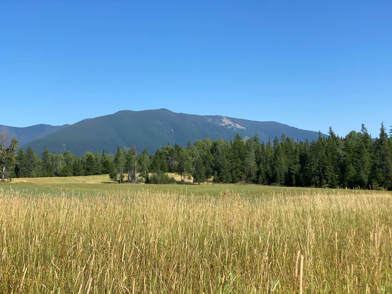 Nhn Timber Meadows Lane - Photo 1