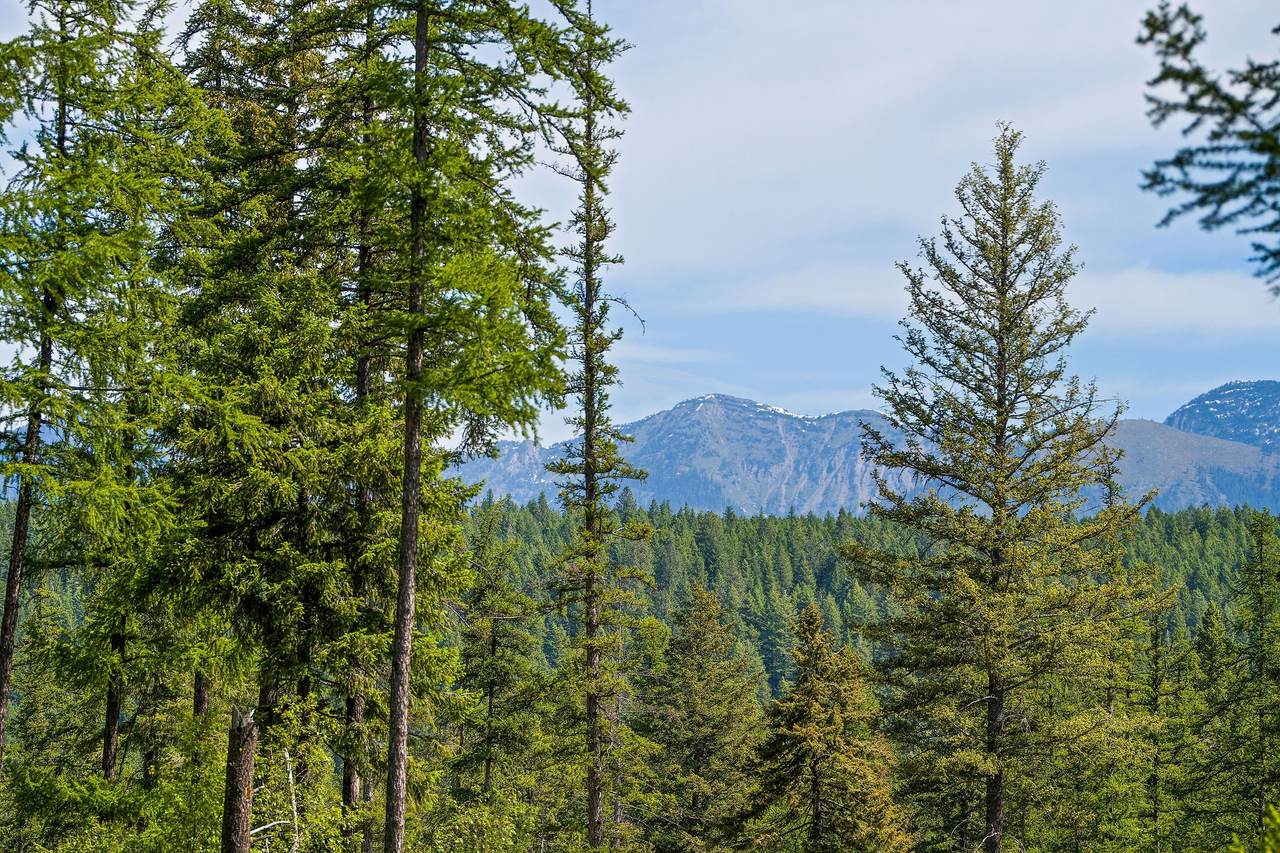 429 Chief Cliff Trail - Photo 1