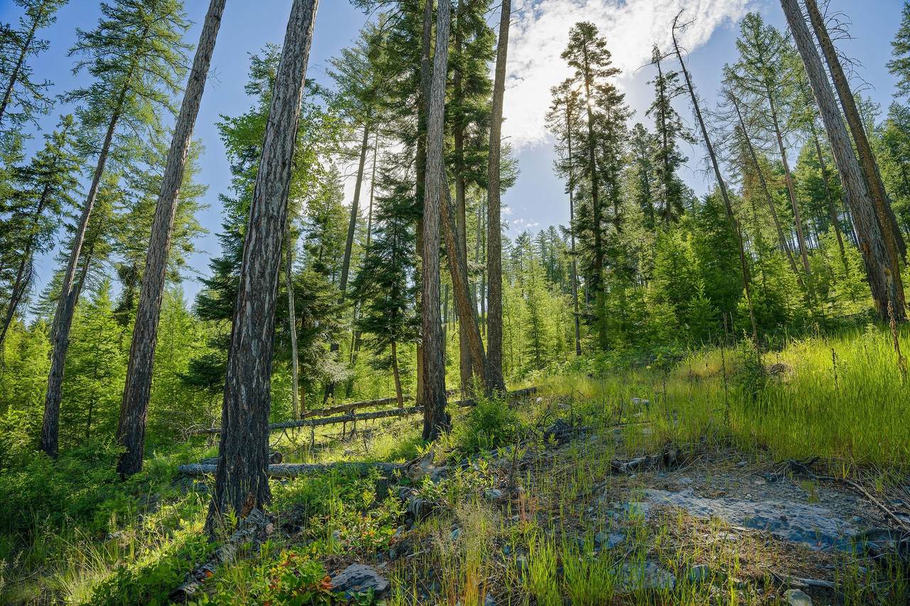 234 Trading Post Trail - Photo 1