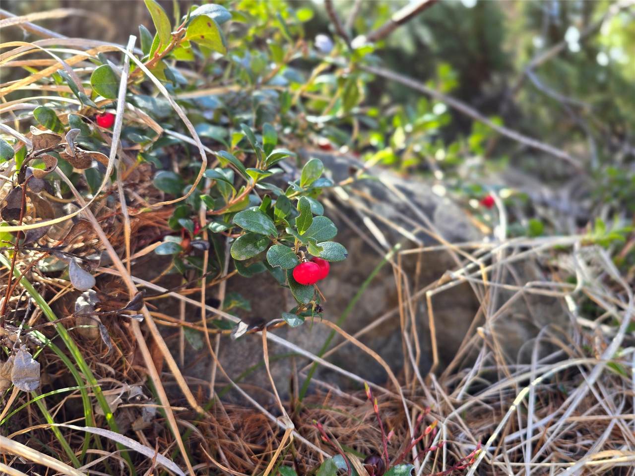 https://bt-photos.global.ssl.fastly.net/nmar/1280_boomver_2_30068915-2.jpg