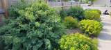 107 3rd Avenue - Photo 15