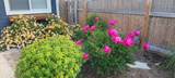 107 3rd Avenue - Photo 3