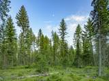 NHN Lindbergh Lake Road - Photo 17