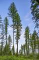 NHN Lindbergh Lake Road - Photo 26