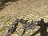 47 Bridle Bit Loop - Photo 35