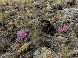 TBD Lone Pine Gulch Road - Photo 20