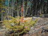 TBD Lone Pine Gulch Road - Photo 26