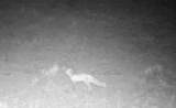 TBD Lone Pine Gulch Road - Photo 65