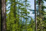 139 Timberjack Trail - Photo 6
