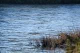 Clark Fork River Sporting Ranch - Photo 20