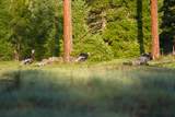 Clark Fork River Sporting Ranch - Photo 29