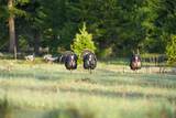 Clark Fork River Sporting Ranch - Photo 31