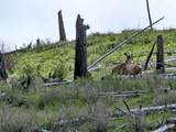 NHN Blind Creek Draw Road - Photo 12