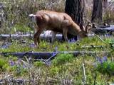 NHN Blind Creek Draw Road - Photo 2