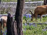 NHN Blind Creek Draw Road - Photo 23
