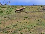 NHN Blind Creek Draw Road - Photo 3