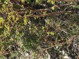 TBD Keating Gulch Road - Photo 17