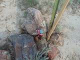 80 Wilder Trail - Photo 72