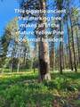 NHN Old Hot Springs Road - Photo 32