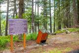 82 Limber Pine - Photo 28