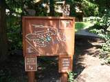 82 Limber Pine - Photo 43