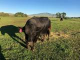 263 Bovine Way - Photo 11