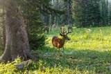 8571 Sun Canyon Lodge Road - Photo 139