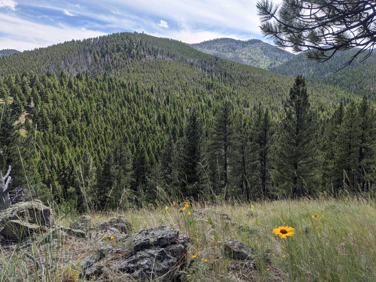 Nhn Colorado Gulch Drive - Photo 1