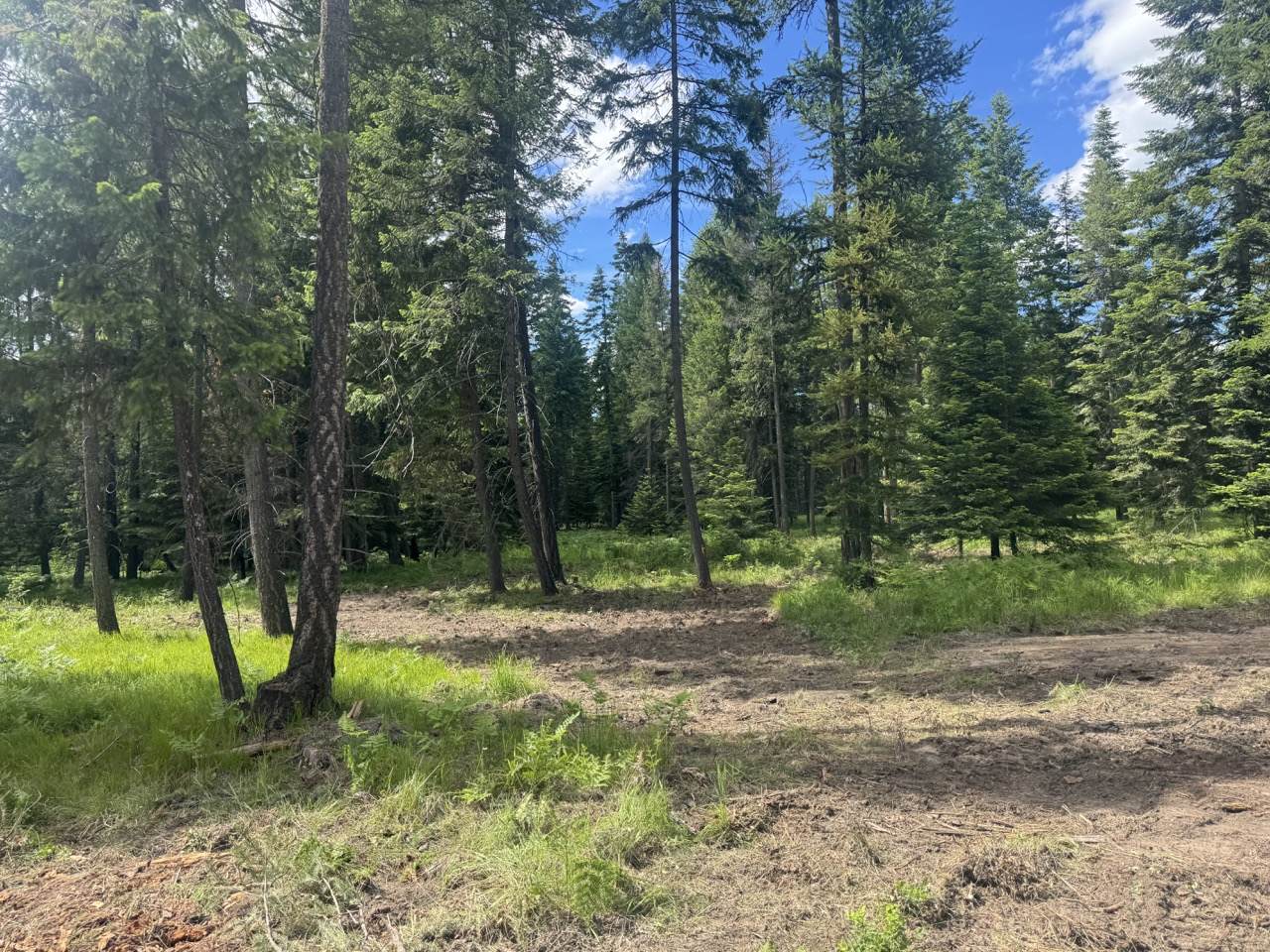 NHN Big Fir Drive - Photo 1