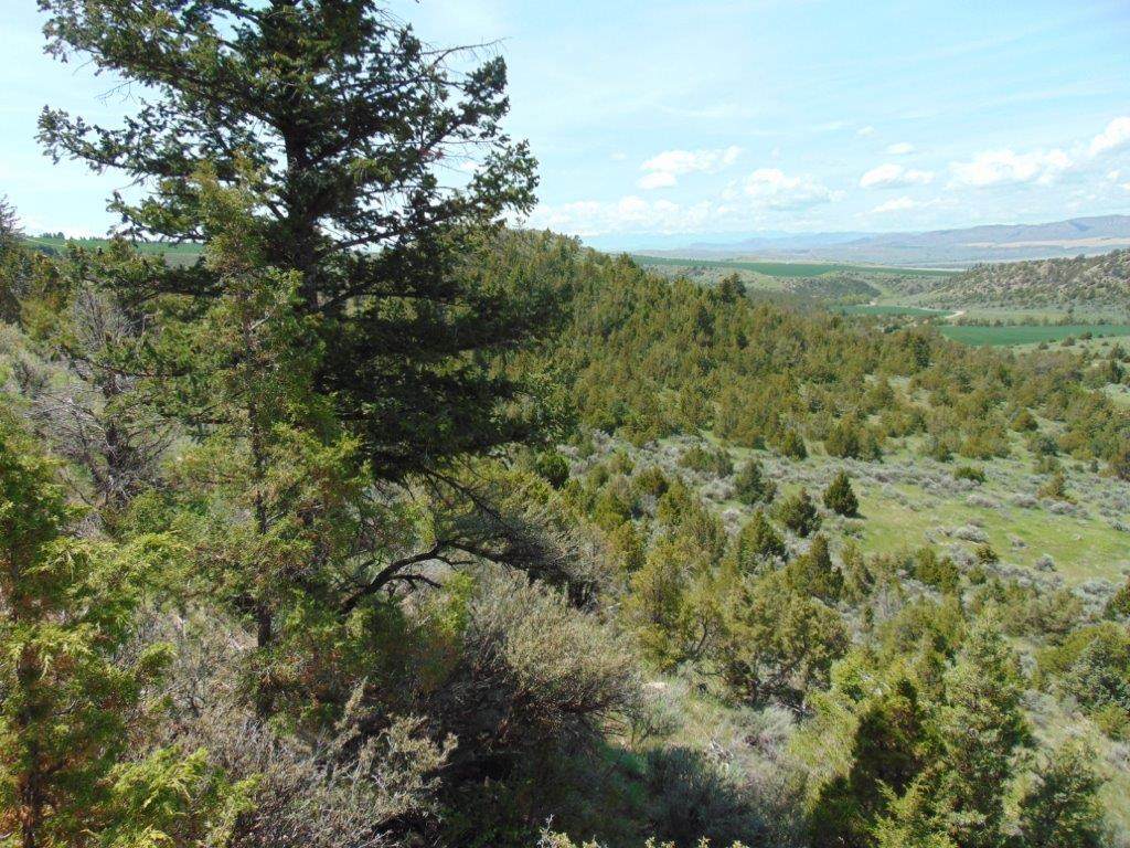 TBD Lone Wolf Trail - Photo 1