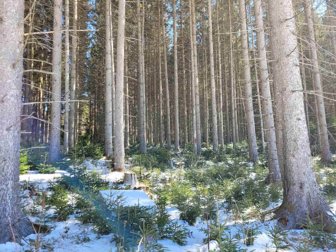 210 Cow Hill Road - Photo 1