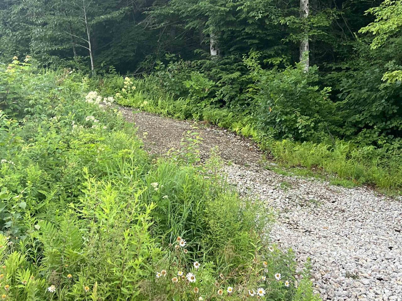 Juniper Hill Road - Photo 1