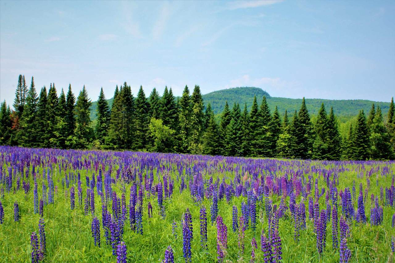 0 North Road - Photo 1