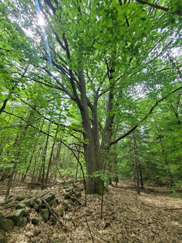 00 Monadnock Highway - Photo 1